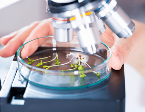 Fitoterapia e ricerca