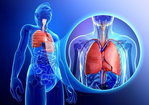 Sistema respiratorio