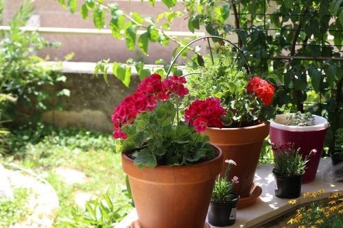 Fiori estivi: 6 opzioni per il giardino