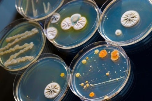 Antimicrobici, colture batteriche