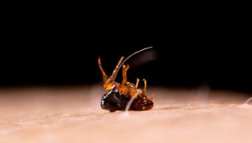 Tungiasi: sintomi e cura di una malattia parassitaria