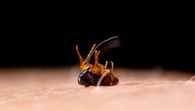 Tungiasi: sintomi e cura di una malattia parassitaria