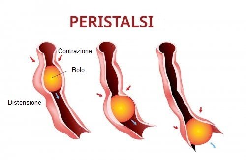 Come funziona la peristalsi
