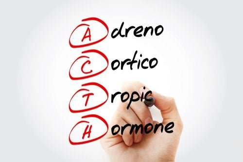 Corticotropina: che cos'è e come agisce?