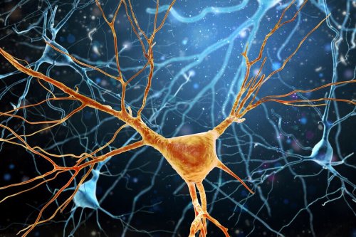 La neurogenesi è complesso processo 