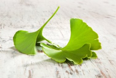 Rimedi a base di ginkgo biloba da preparare in casa