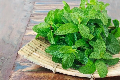 Menta piperita