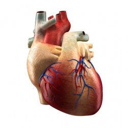Le parti del cuore e le loro funzioni