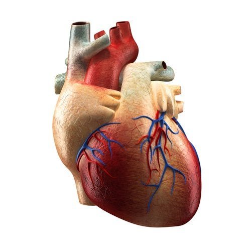 Anatomia del cuore