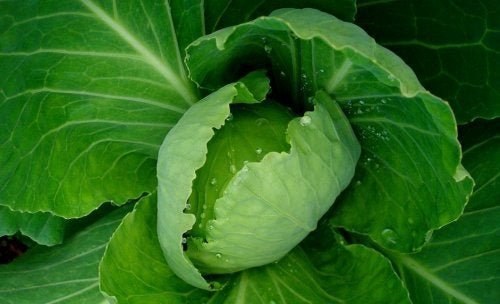 Cavolo verde