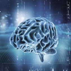 Sistema di ricompensa del cervello: come funziona?