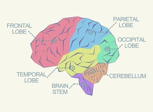 lobi cerebrali: quali sono?