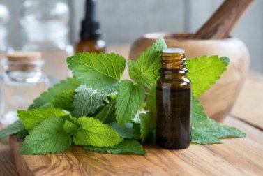 La melissa: una pianta dalle numerose virtù terapeutiche