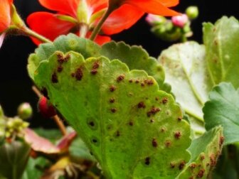 Malattie e patogeni delle piante: quali sono?