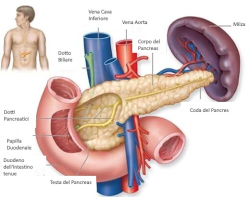 Sintomi dell'ipoglicemia e anatomia del pancreas