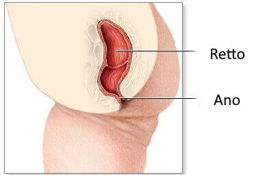 Anoscopia, ano e retto