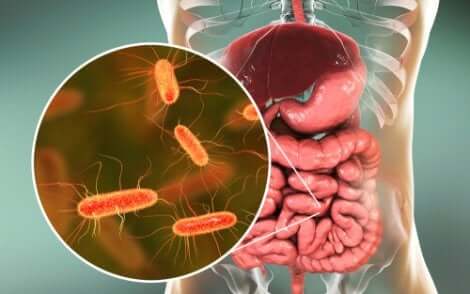 batteri intestinali