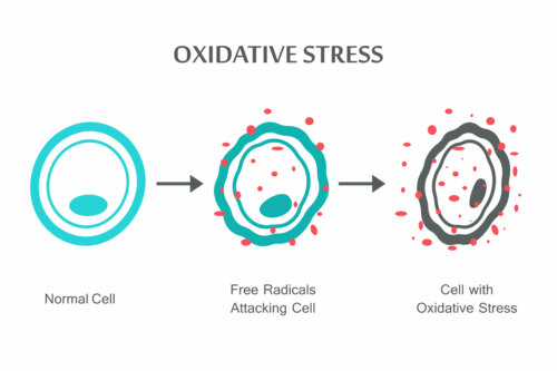 Fasi dello stress ossidativo nelle cellule