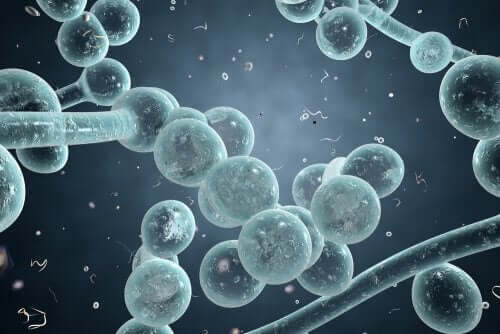 Infezione vaginale da lievito Candida albicans