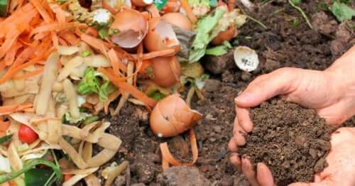 Compost con cui concimare il terreno