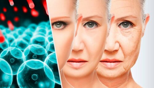 Invecchiamento cellulare