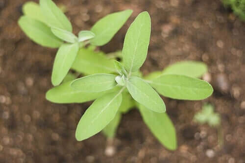 Pianta di salvia