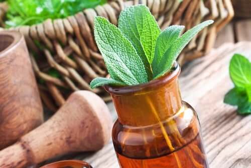 Le migliori piante medicinali e utilizzi