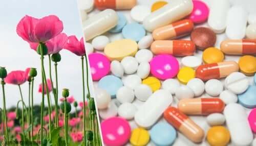 Papaveri e farmaci oppioidi