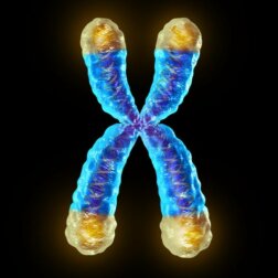 Telomeri: cosa sono e perché sono importanti?