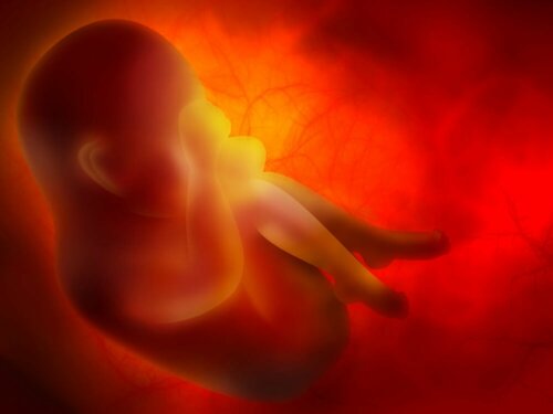 Feto nella placenta