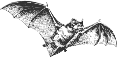 La causa del Coronavirus è il pipistrello?