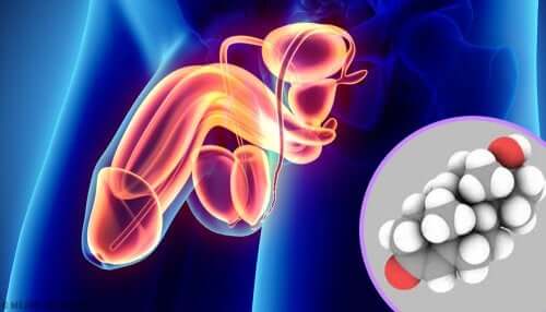 Apparato riproduttivo maschile e androgeni
