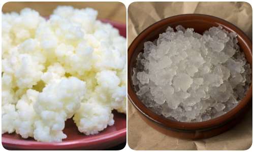 Granuli di kefir