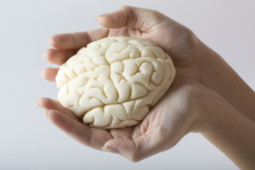 Mani con modellino del cervello