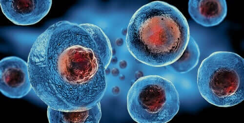 Fase di moltiplicazione nel ciclo riproduttivo dei virus