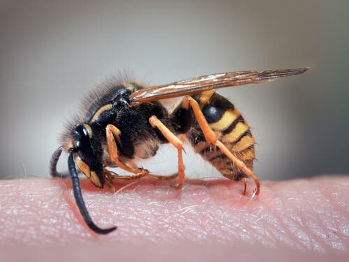 Punture di vespa e rimedi naturali per il dolore