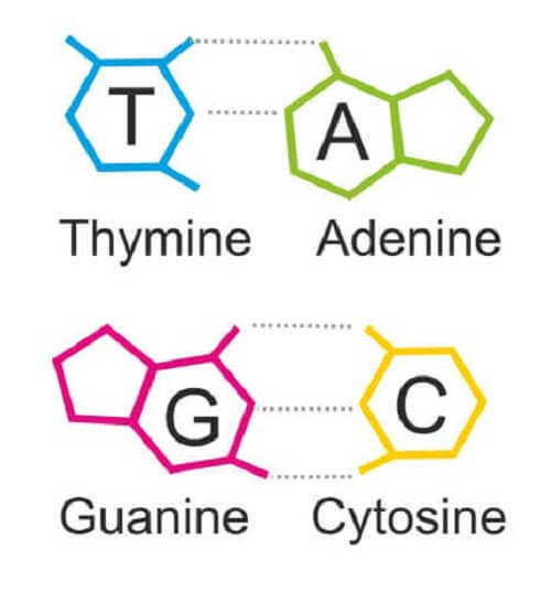 Purine e dna