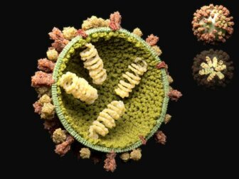 Il ciclo riproduttivo dei virus e conseguenze per la salute