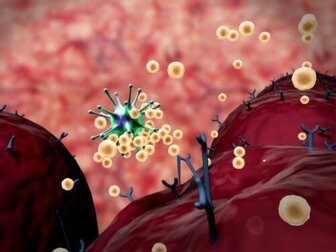 La risposta immunitaria: cosa bisogna sapere