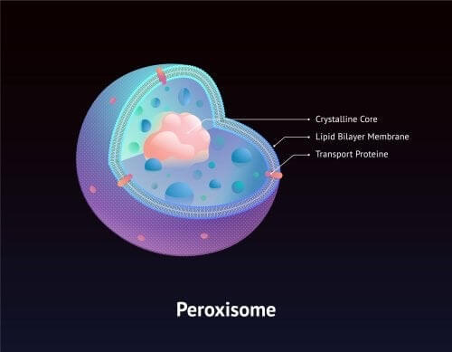 Mutazione genetica alla base della sindrome di Zellweger.