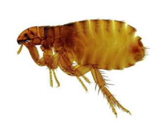 La tungiasi: sintomi della malattia e trattamento