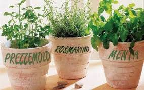 Piante aromatiche nei vasi