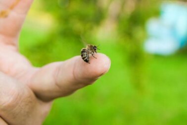 Puntura di ape: come intervenire?