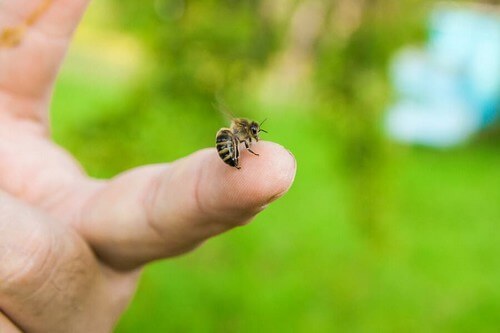 Puntura di ape: come intervenire?