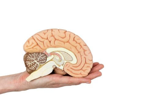 Autopsia neuropatologica: sezione trasversale del cervello