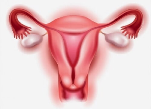 Apparato riproduttivo femminile.
