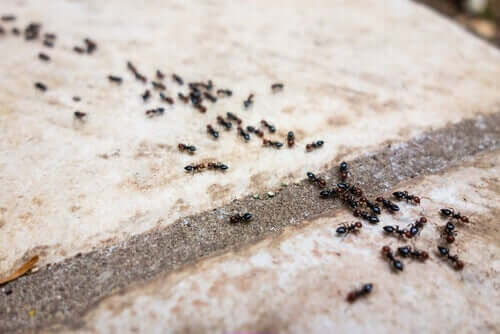 Fila di formiche.