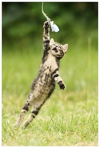 Gatto che gioca su un prato.