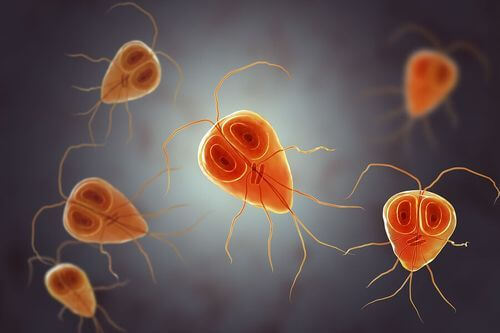 Protozoo che causa la giardiasi intestinale.