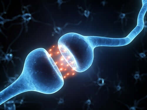 La mielina è fondamentale per le connessioni neurali.